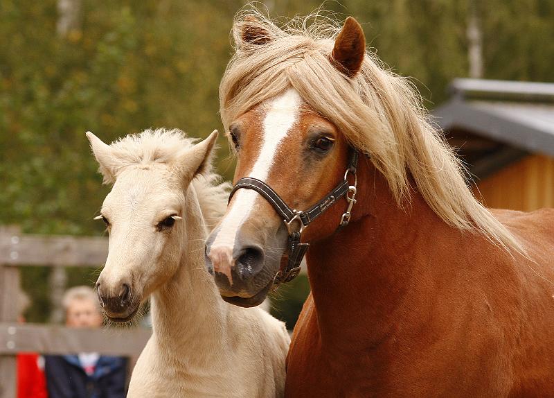 Myrdal von Heidmoor e.jpg